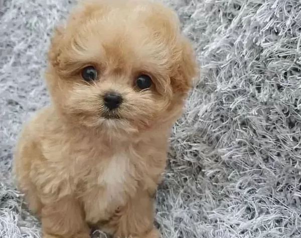 Ev Dogumlu Morkie Yavrular Numara