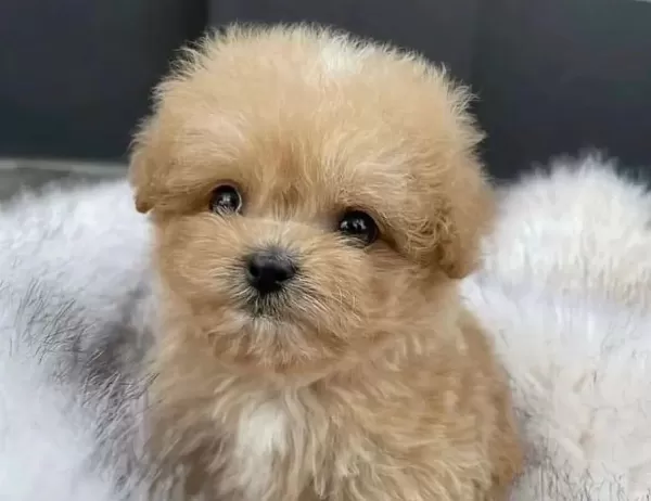 Ev Dogumlu Morkie Yavrular Numara