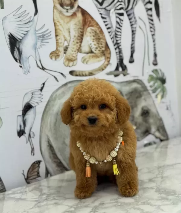 Numara Ev Dogumlu Maltipoo Bebekler