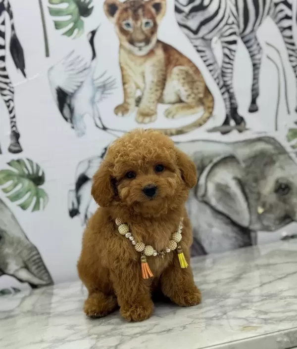 Numara Ev Dogumlu Maltipoo Bebekler