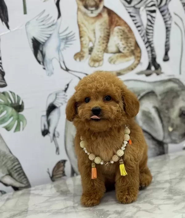 Numara Ev Dogumlu Maltipoo Bebekler