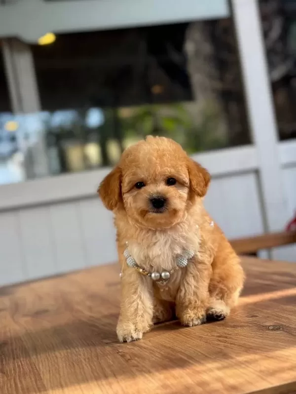Numara Ev Dogumlu Maltipoo Bebekler