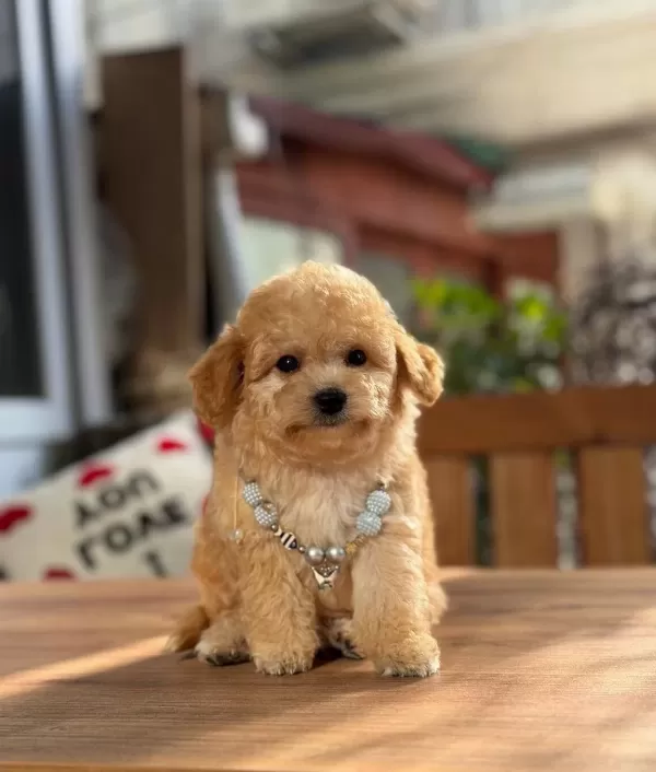 Numara Ev Dogumlu Maltipoo Bebekler