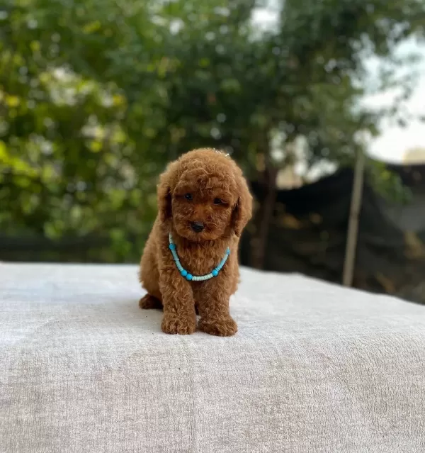 Ev Dogumlu Toy Poodle Yavrular Orjinal Numara