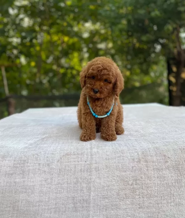 Ev Dogumlu Toy Poodle Yavrular Orjinal Numara