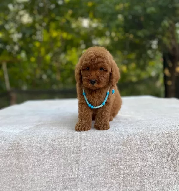 Ev Dogumlu Toy Poodle Yavrular Orjinal Numara