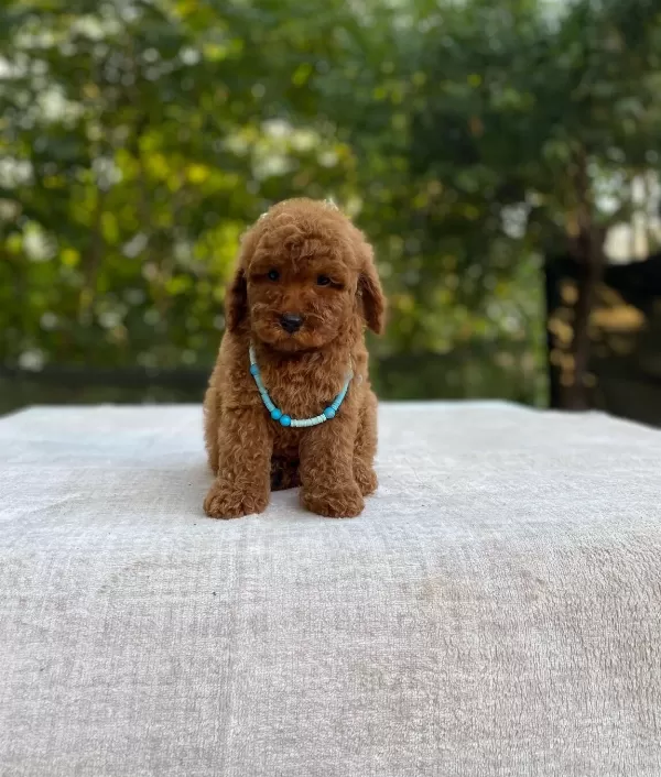 Ev Dogumlu Toy Poodle Yavrular Orjinal Numara