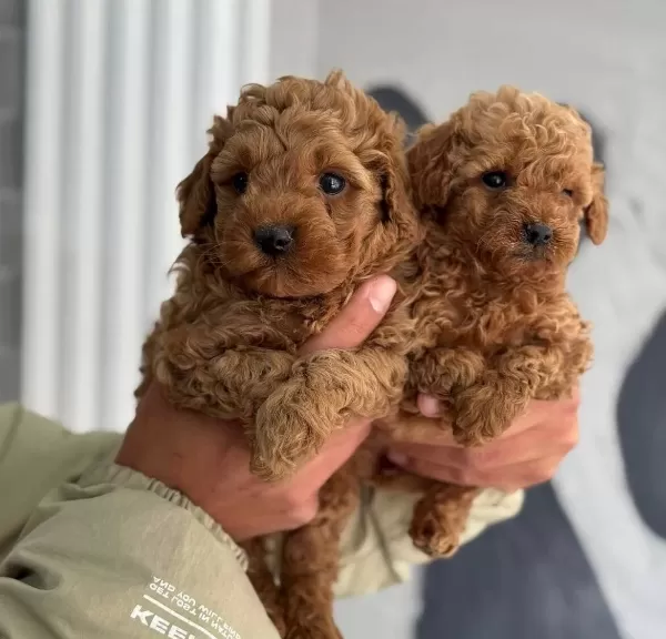 Orjinal Minyatür Poodle Yavrular