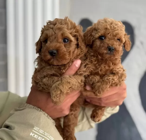 Orjinal Minyatür Poodle Yavrular