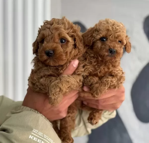 Orjinal Minyatür Poodle Yavrular