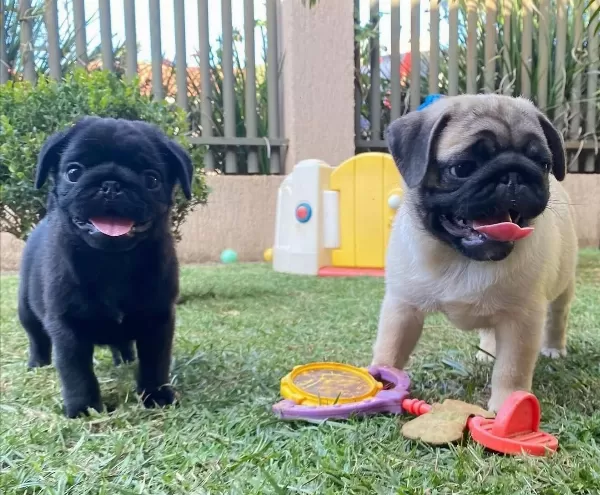 Gülen Yüz Pug Bebekler