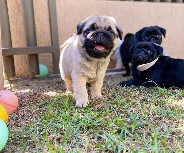 Gülen Yüz Pug Bebekler
