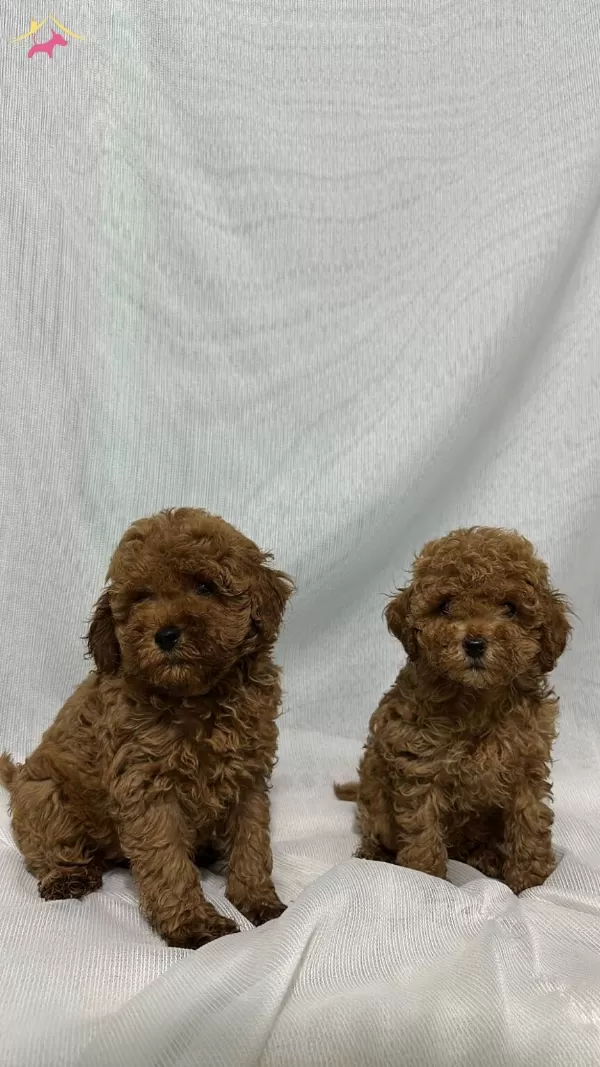 A Kalite Ev Uretimi Toy Poodle Bebekler