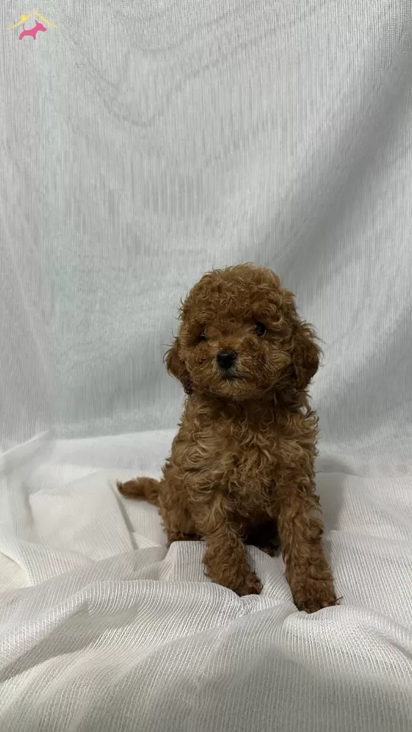 A Kalite Ev Uretimi Toy Poodle Bebekler