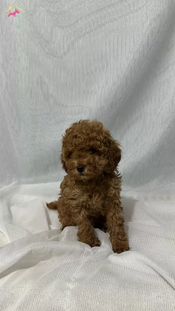 A Kalite Ev Uretimi Toy Poodle Bebekler