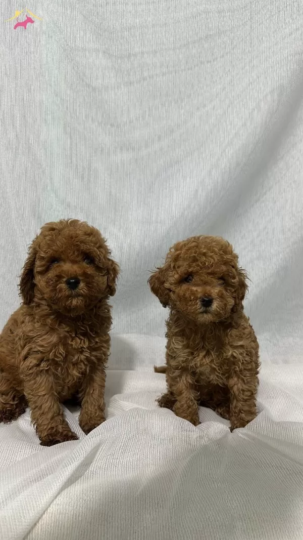 A Kalite Ev Uretimi Toy Poodle Bebekler