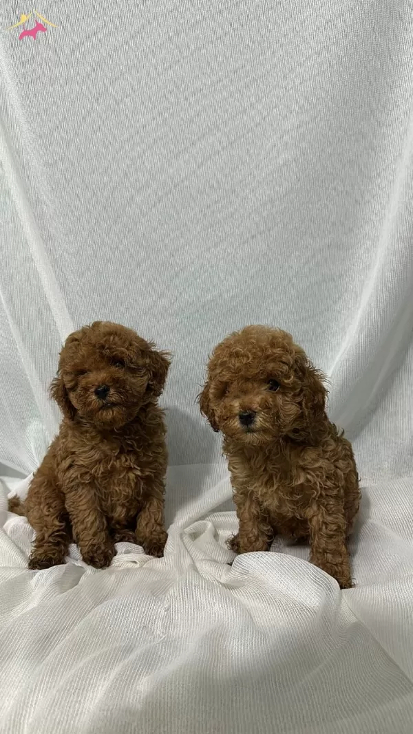 A Kalite Ev Uretimi Toy Poodle Bebekler