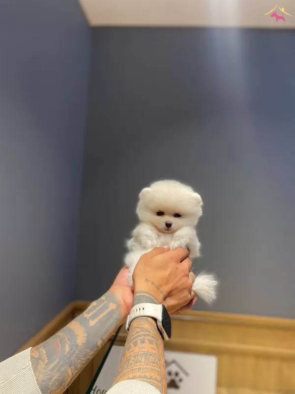 Guzeller Guzeli Ayı Surat Pomeranian Boo Ayı Surat Yavrular