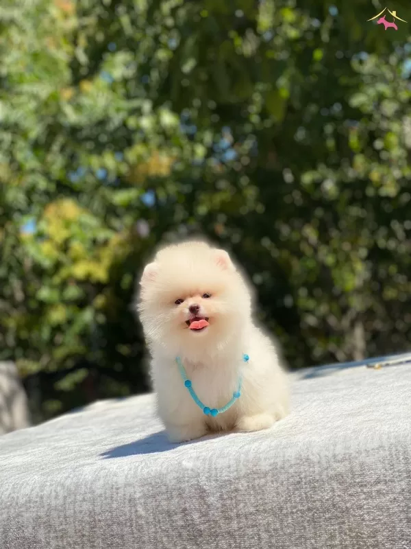 Guzeller Guzeli Ayı Surat Pomeranian Boo Ayı Surat Yavrular