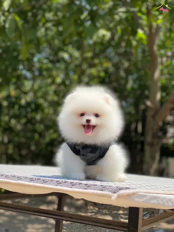 Guzeller Guzeli Ayı Surat Pomeranian Boo Ayı Surat Yavrular