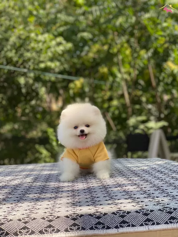 Guzeller Guzeli Ayı Surat Pomeranian Boo Ayı Surat Yavrular