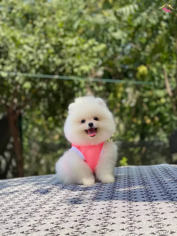 Guzeller Guzeli Ayı Surat Pomeranian Boo Ayı Surat Yavrular