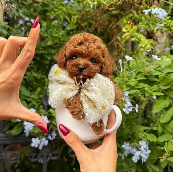En Kucuk Boy Kore Poodle Yavrularımız