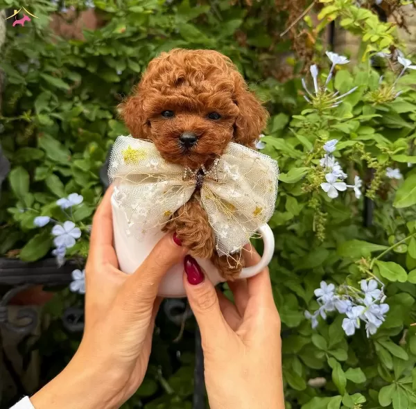 En Kucuk Boy Kore Poodle Yavrularımız