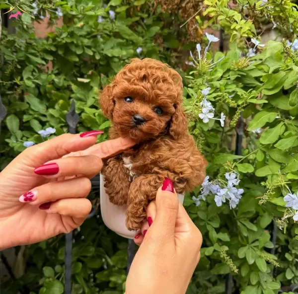 En Kucuk Boy Kore Poodle Yavrularımız