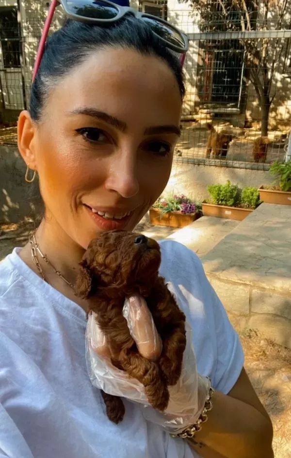 Poddle Yavrularım Sağlık Ve Irk Garantilidir