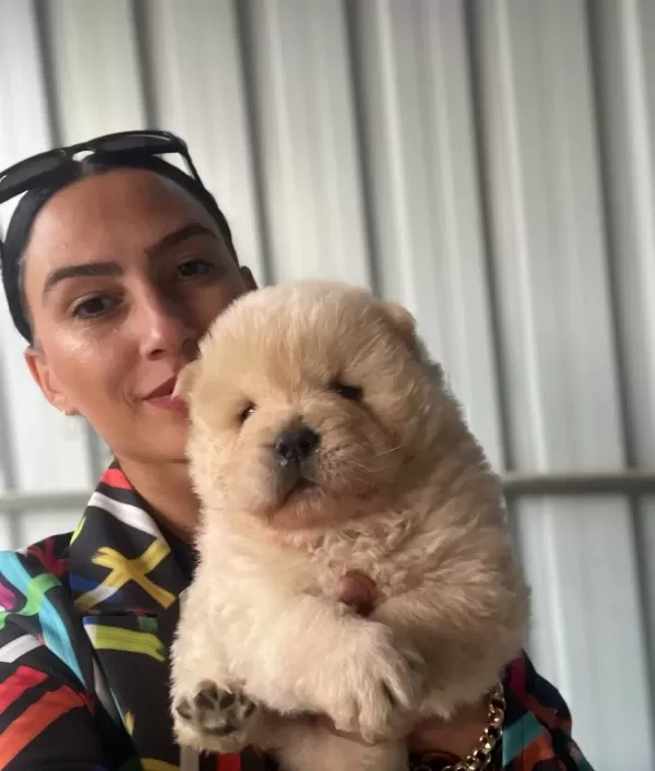 Chow Chow Yavrularım Sağlık Ve Irk Garantilidir