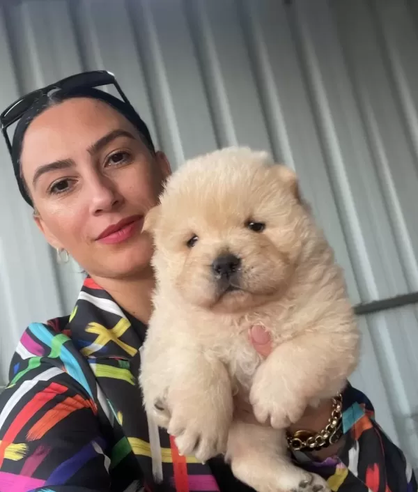Chow Chow Yavrularım Sağlık Ve Irk Garantilidir