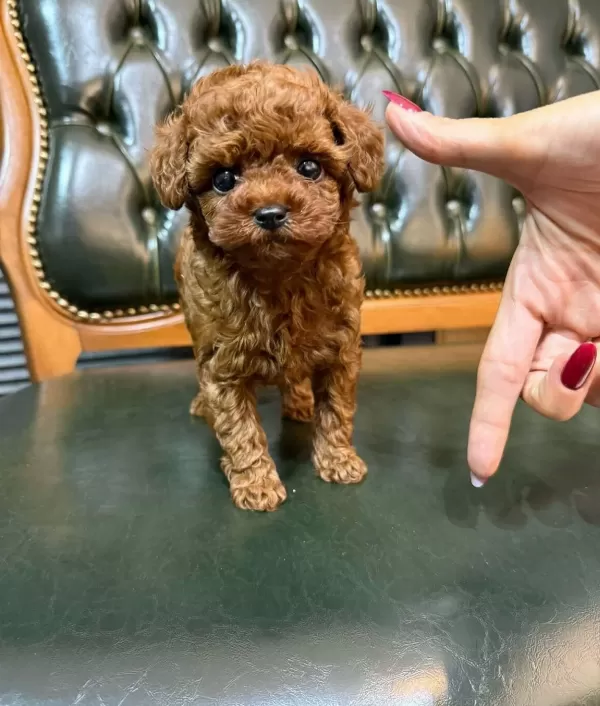 Safkan Orjinal Kore Poodle Yavrumuz