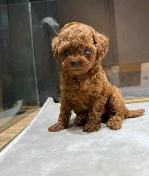 Safkan Orjinal Kore Poodle Yavrumuz