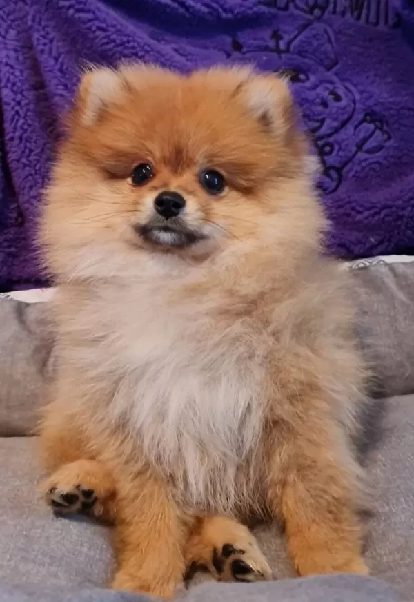 Secereli Teacup Tedybear Pomeranian