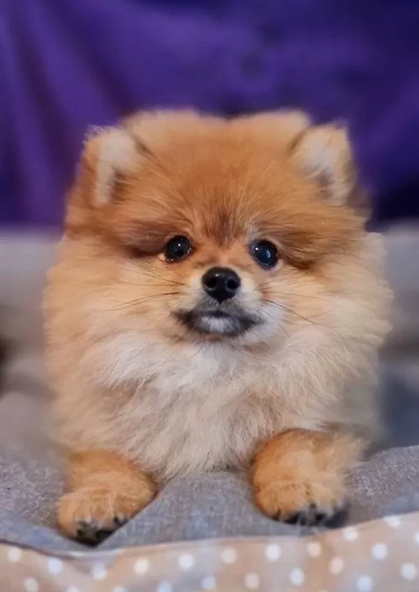 Secereli Teacup Tedybear Pomeranian