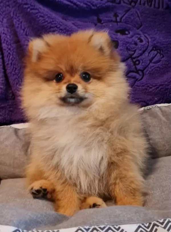 Secereli Teacup Tedybear Pomeranian
