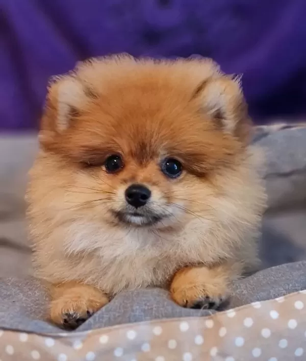 Secereli Teacup Tedybear Pomeranian