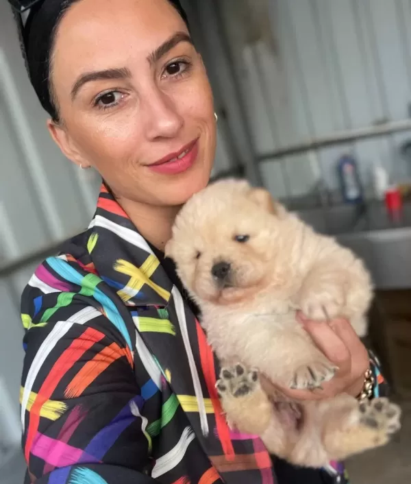 Chowchow Yavrularım Sağlık Ve Irk Garantilidir