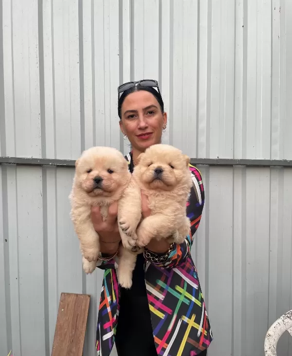 Chowchow Yavrularım Sağlık Ve Irk Garantilidir