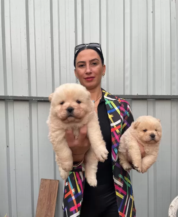 Chowchow Yavrularım Sağlık Ve Irk Garantilidir