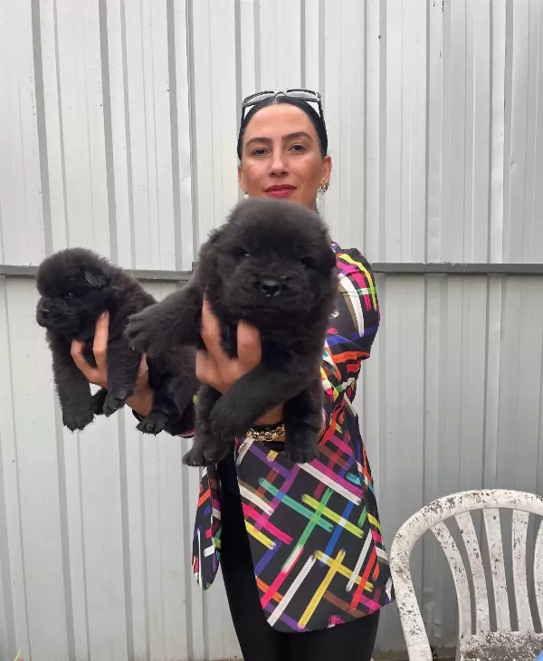 Chowchow Yavrularım Sağlık Ve Irk Garantilidir