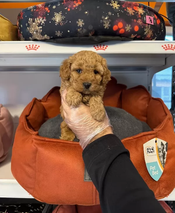 Oyuncak Surat Toy Poodle Bebeklerimiz