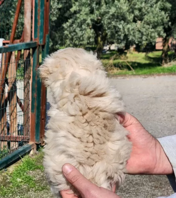 Bebek Yüz Mini Boy Maltipoo Bebekler