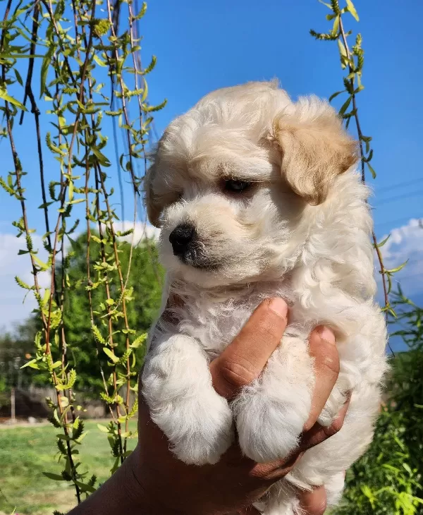 Bebek Yüz Mini Boy Maltipoo Bebekler