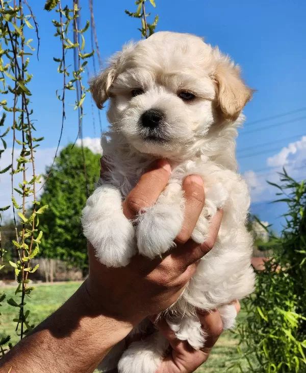 Bebek Yüz Mini Boy Maltipoo Bebekler