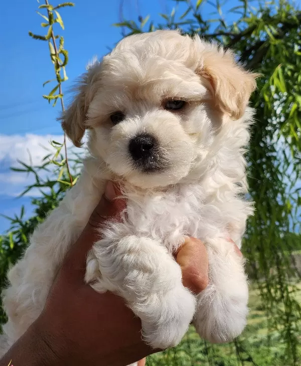 Bebek Yüz Mini Boy Maltipoo Bebekler