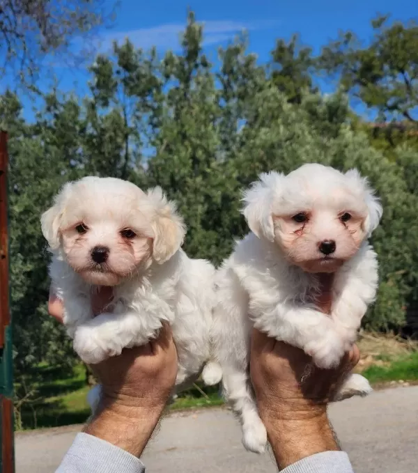 Mini Boy Maltese Bebekler