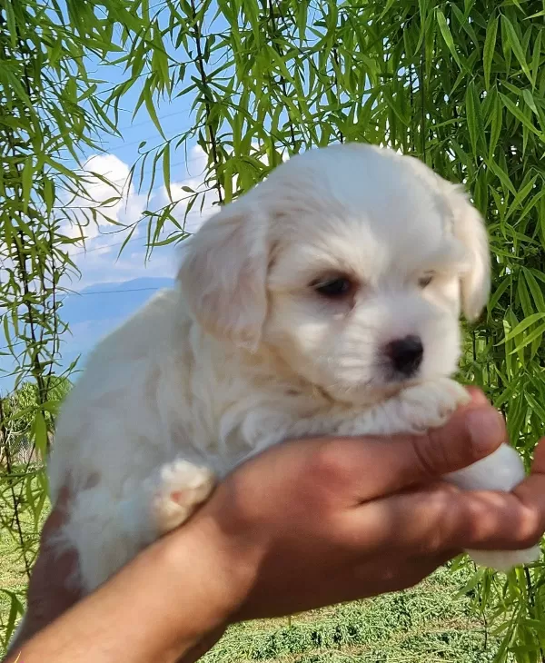 Mini Boy Maltese Bebekler