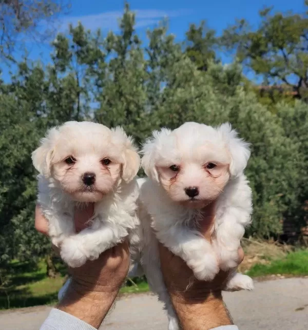 Mini Boy Maltese Bebekler